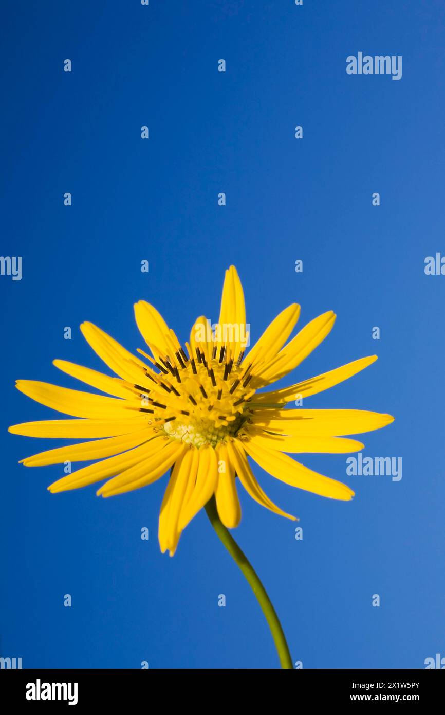 Nahaufnahme des gelben Silphium terebinthinaceum, Prairie Dock Blume vor einem blauen Himmel im Sommer, Quebec, Kanada Stockfoto