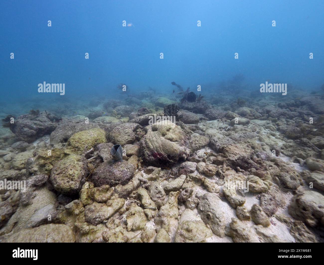 Korallenriff zerstört durch Hurrikan Irma. Tauchplatz John Pennekamp Coral Reef State Park, Key Largo, Florida Keys, Florida, USA Stockfoto