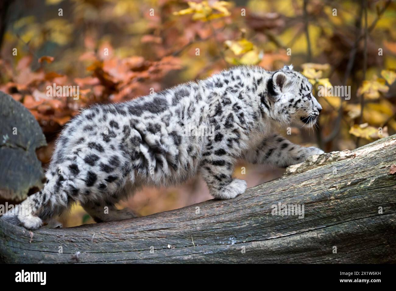 Ein aufmerksamer Schneeleopard auf einem Baumstamm, in die Farben des Herbstes getaucht, Schneeleopard, (Uncia uncia), jung Stockfoto