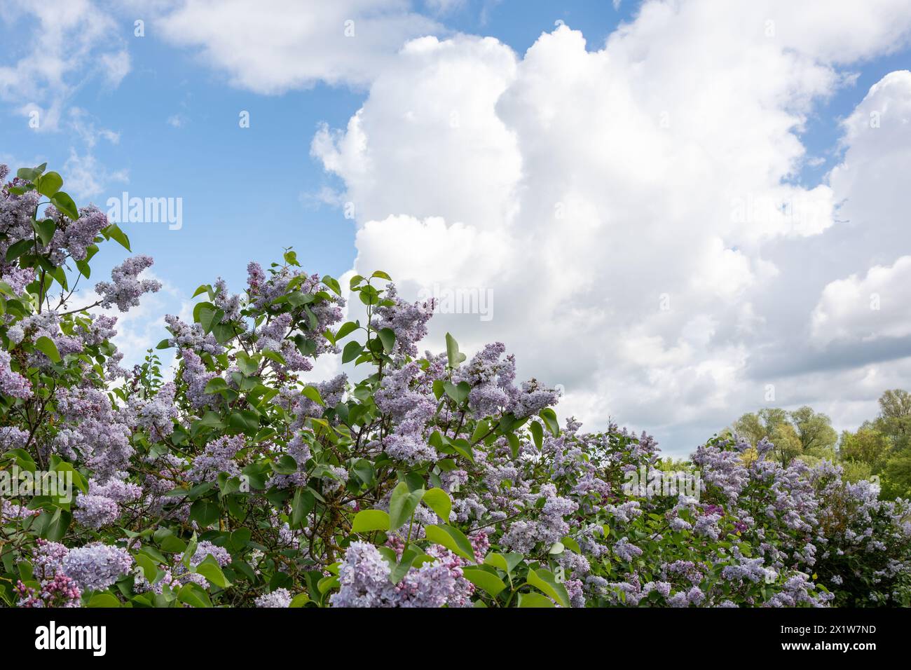 Blühender Fliederstrauch. Blühender Flieder vor blauem Himmel und weißen Wolken. Stockfoto