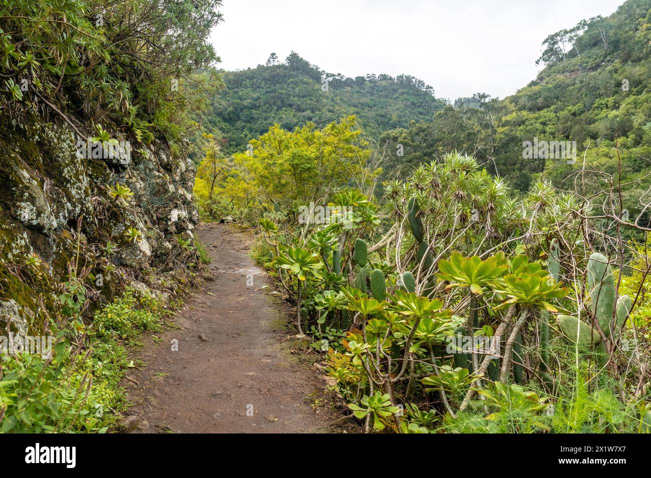 Wunderschöner Wanderweg im Laurisilva Wald von Los tilos de Moya, Gran Canaria Stockfoto