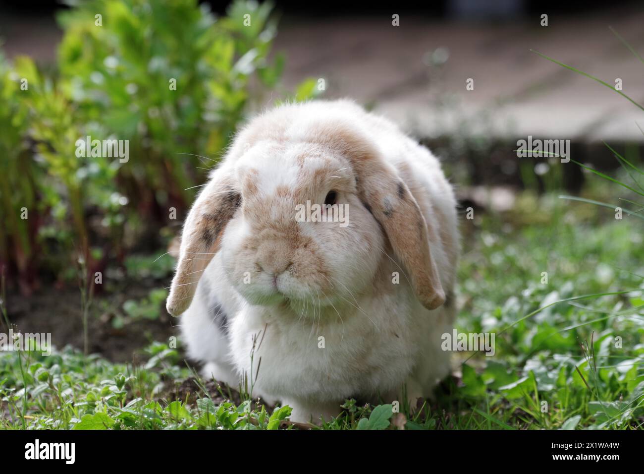 Kaninchen (Oryctolagus cuniculus domestica), Widderkaninchen, Floppy Ohr, Garten, der Widderkaninchen sitzt im Sonnenschein zwischen grünen Pflanzen im Garten Stockfoto