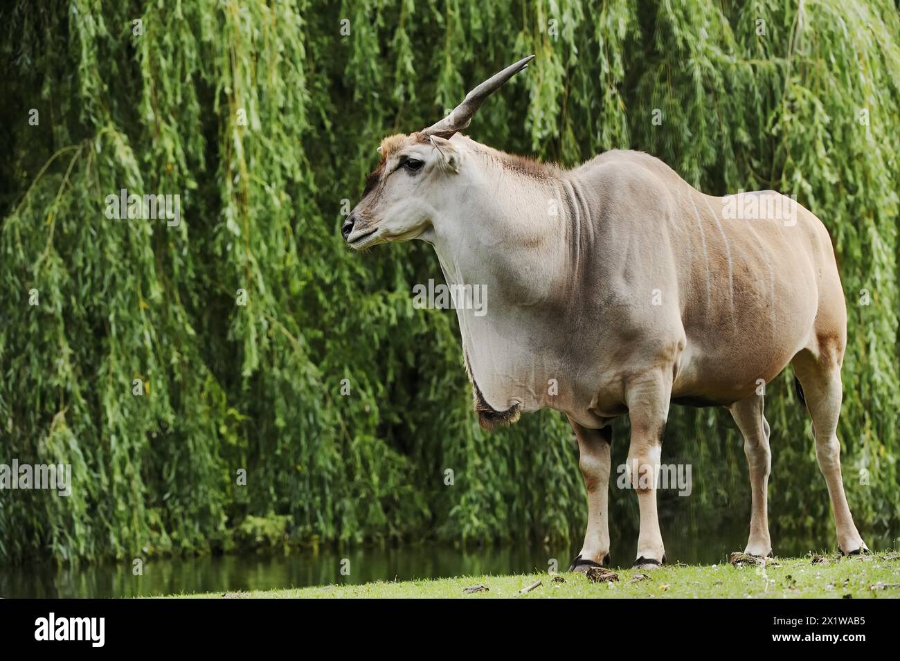 Taurotragus oryx, männlich, in Gefangenschaft, in Afrika vorkommend Stockfoto