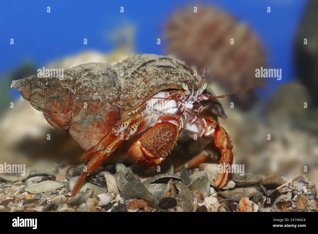 Einsiedlerkrebse (pagurus bernhardus, Eupagurus bernhardus), Unterwasser, in Gefangenschaft, Nordrhein-Westfalen, Deutschland Stockfoto