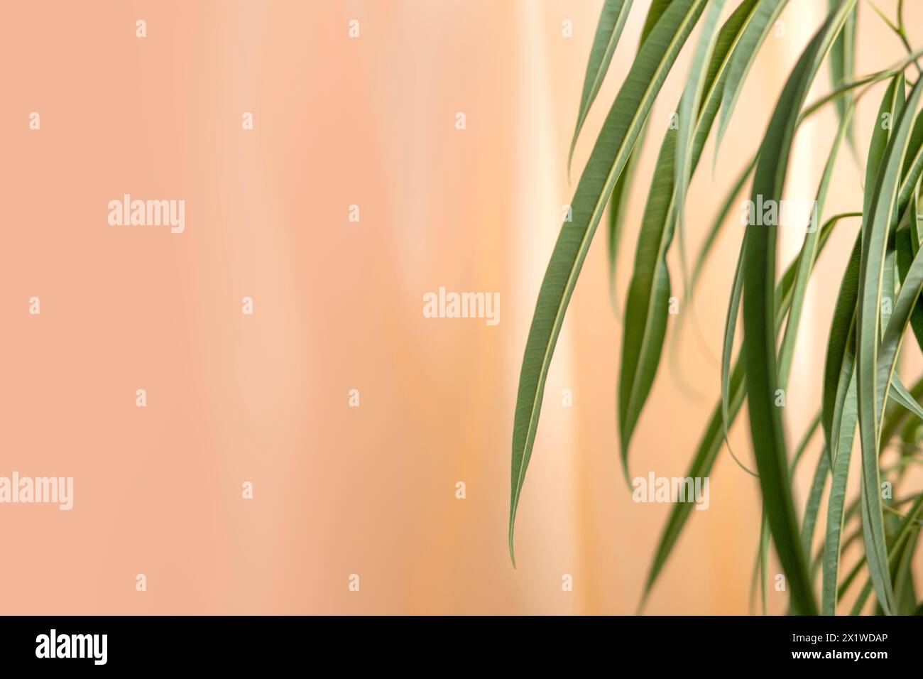 Weiche orange Vorhänge, durchscheinender Tüll, tropischer Ficus Ficus Alii, binnendijkii an der Seite, Entspannung und Ruhe, ruhige Kulisse, verschmelzen Natur Stockfoto