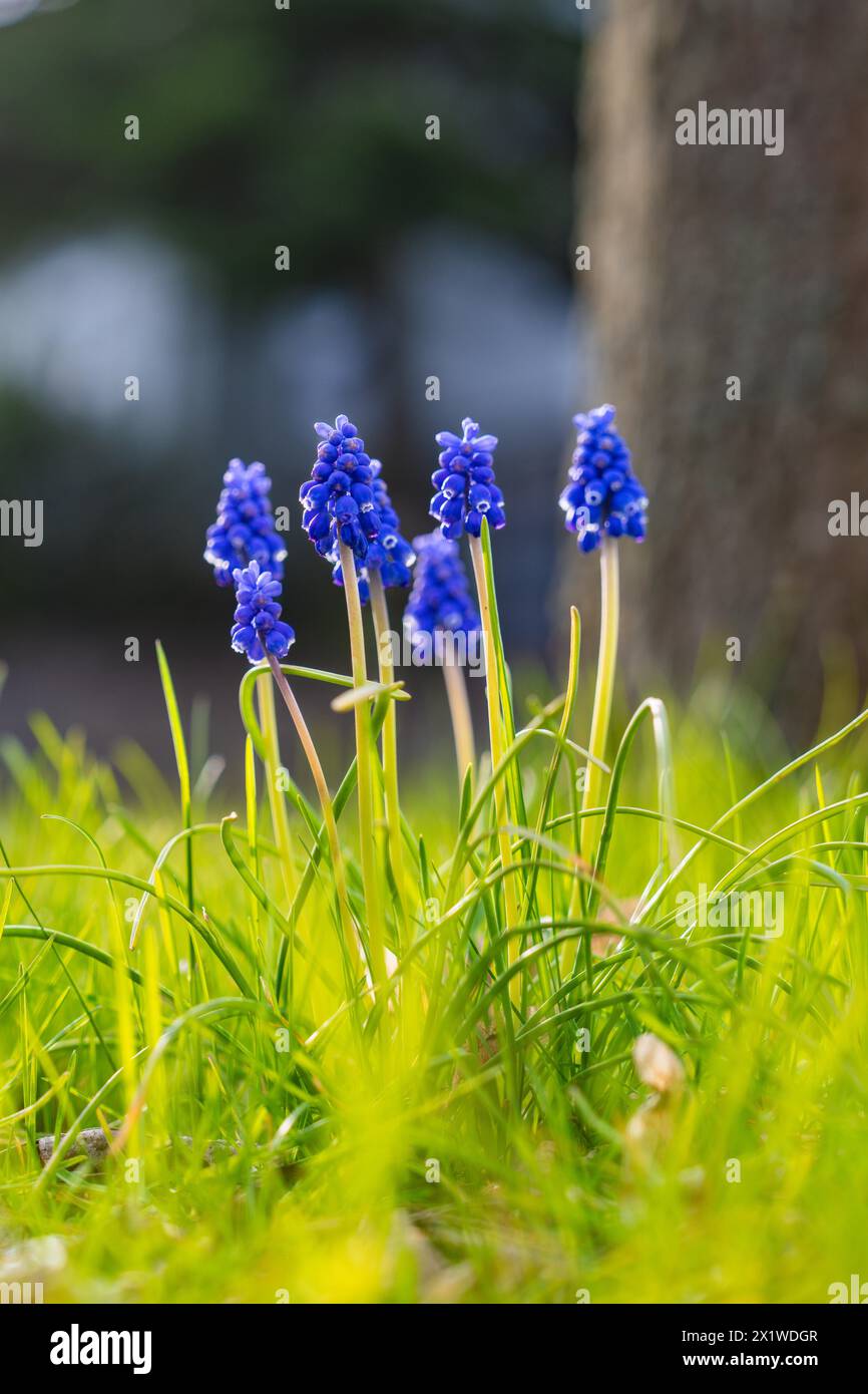Makroaufnahme von Traubenhyazinthen, die im frischen Frühlingsgras blühen, Frühling, Calw, Schwarzwald, Deutschland, Europa Stockfoto