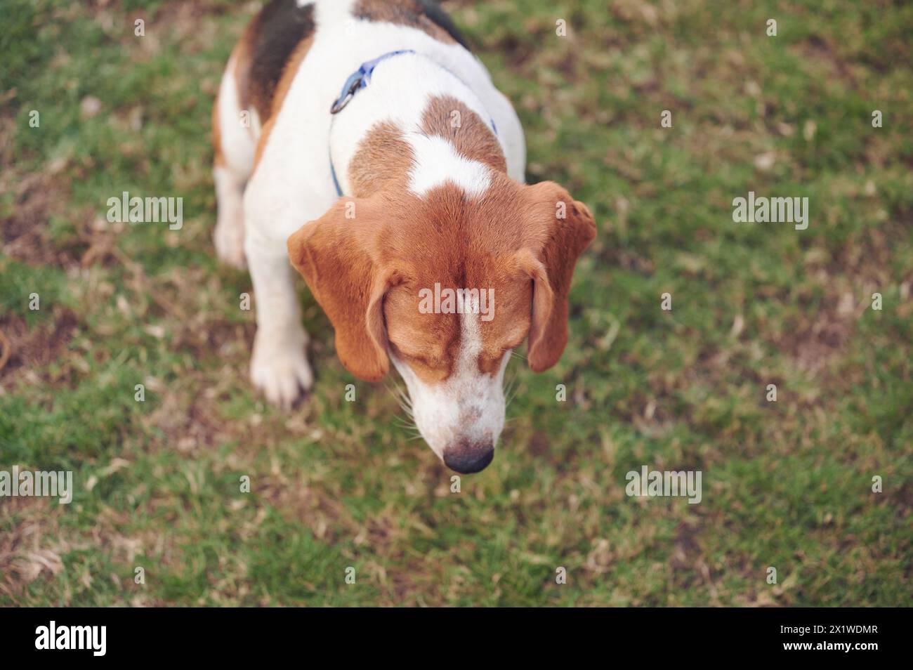 Blick von oben auf den Beagle-Hund, der auf Gras sitzt Stockfoto