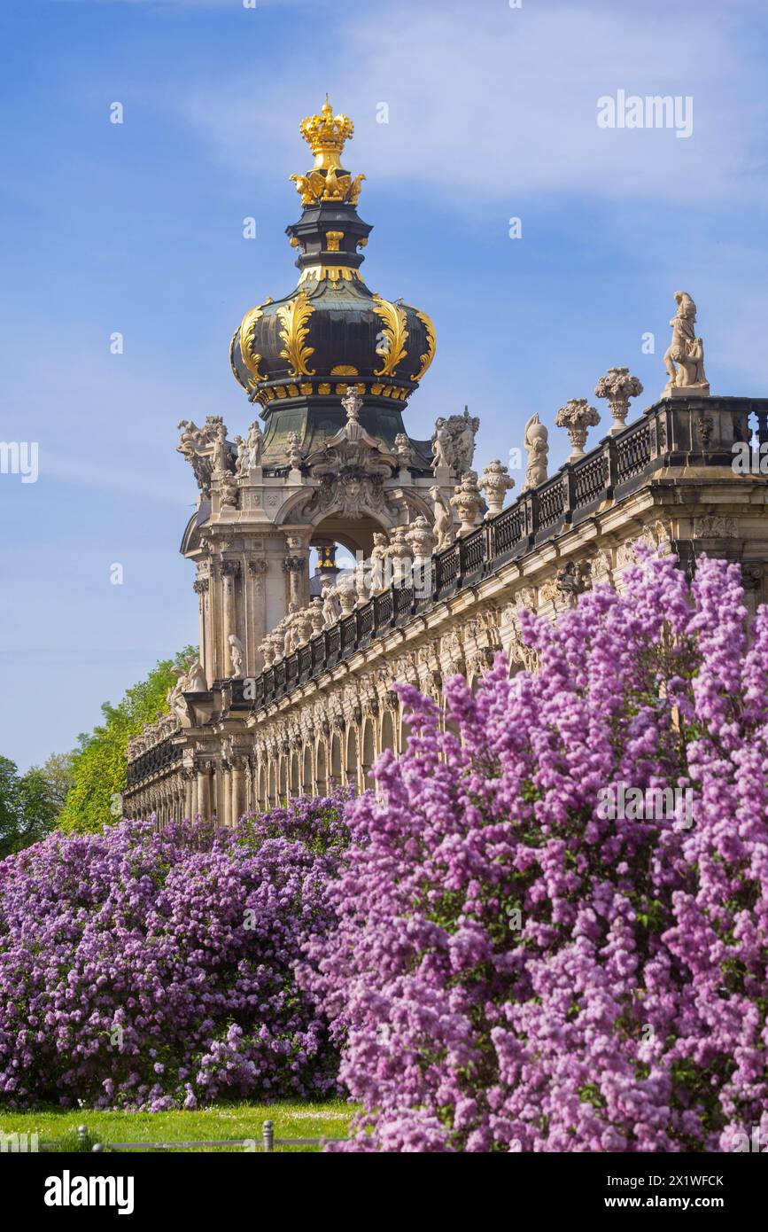 Die Flieder blühen herrlich am Zwinger Graben in Dresden, Sachsen, Deutschland Stockfoto