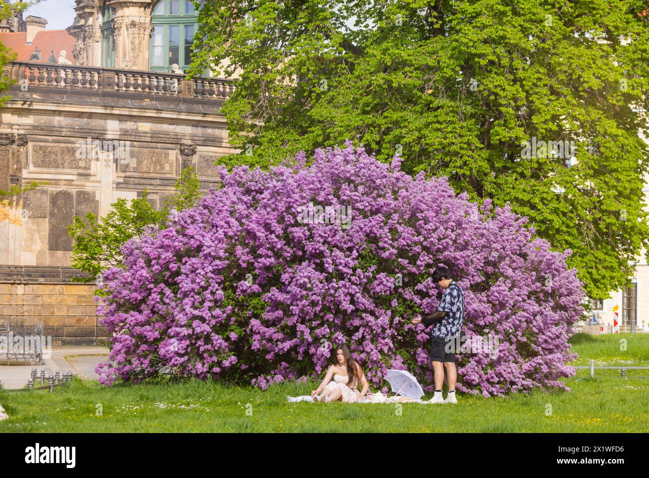 Die Flieder blühen herrlich am Zwinger Graben in Dresden, Sachsen, Deutschland Stockfoto