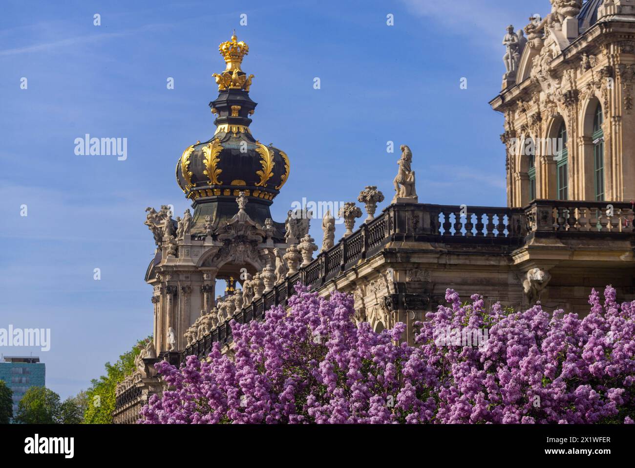 Die Flieder blühen herrlich am Zwinger Graben in Dresden, Sachsen, Deutschland Stockfoto