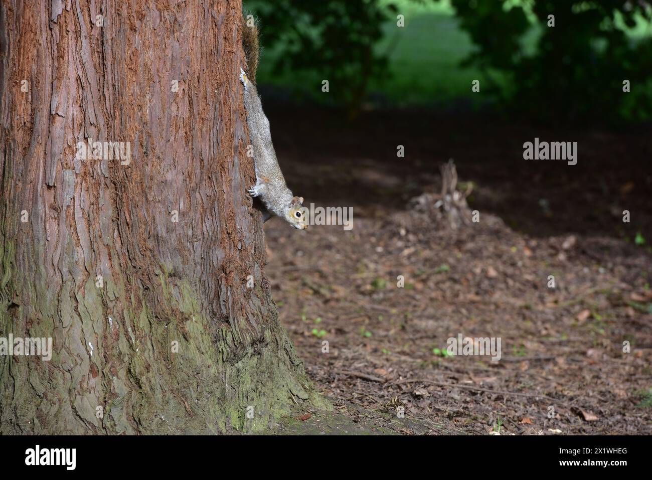 Fotos vom 04/24, die das Leben im Park in Bute Park, Cardiff, Wales, Großbritannien zeigen. Cardiff Life Bigmoose Ultra Fun Race, Arboretum und Cardiff Castle. Stockfoto