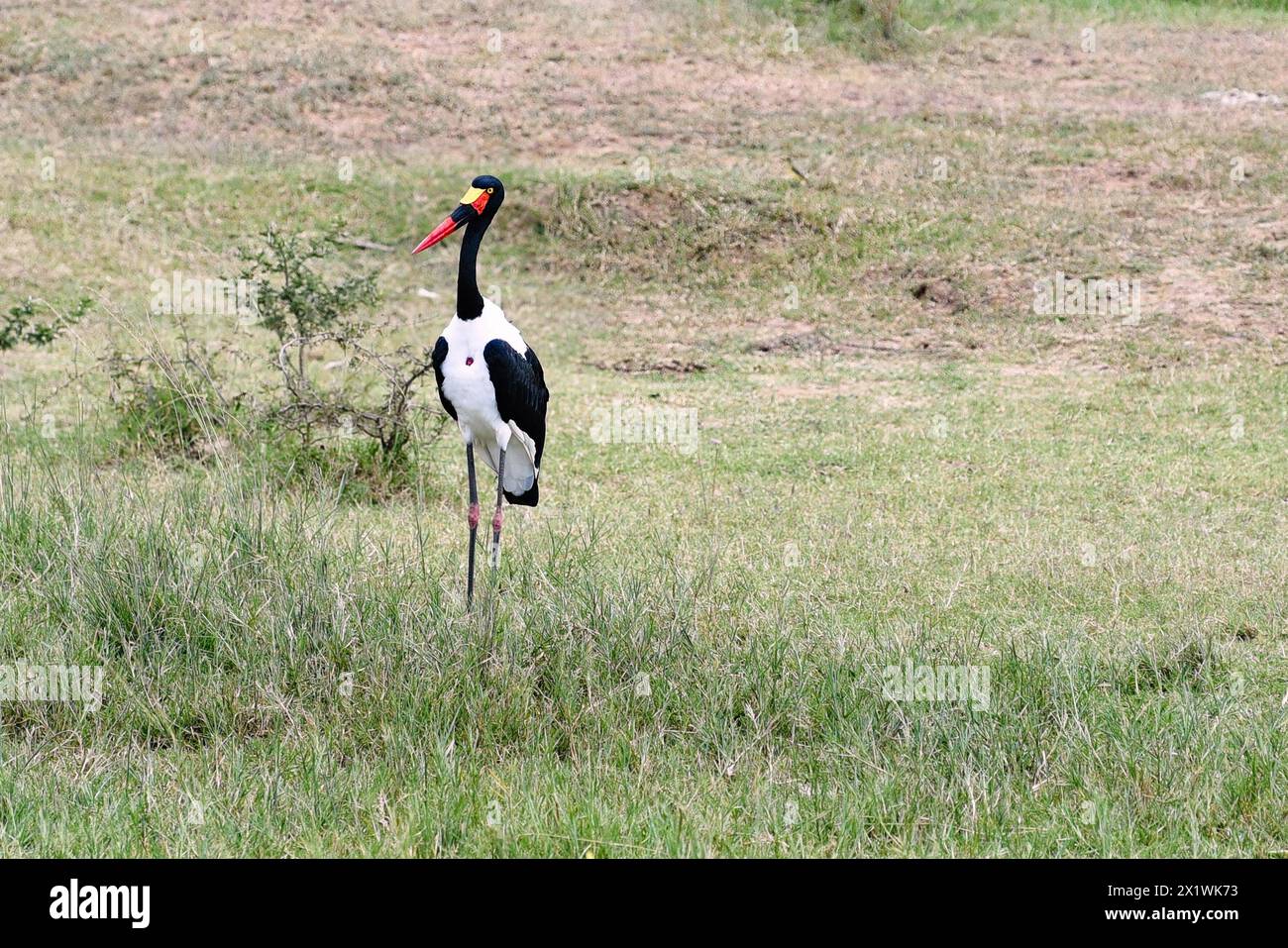 Ein majestätischer afrikanischer Jabiru steht hoch am ruhigen Ufer des ugandischen Kazinga-Kanals, dessen anmutige Form sich in den ruhigen Gewässern widerspiegelt und das verkörpert Stockfoto