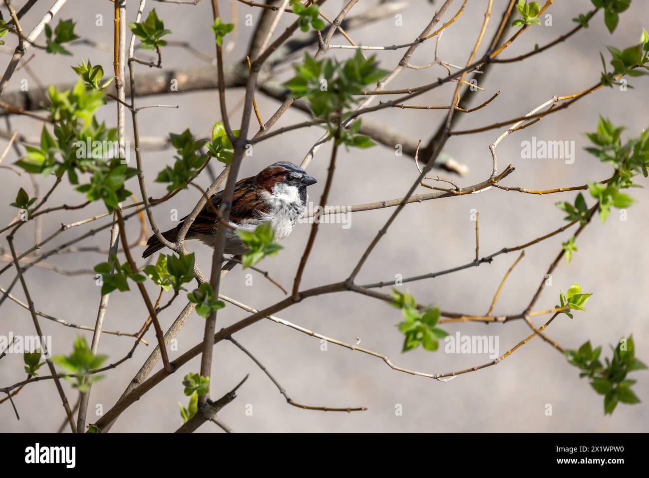 Ein kleiner Vogel ist an einem sonnigen Frühlingstag auf dem Ast. Der italienische Spatzen, auch bekannt als cisalpine Spatzen, ist ein Passerinvogel der Spatzenfamilie Stockfoto