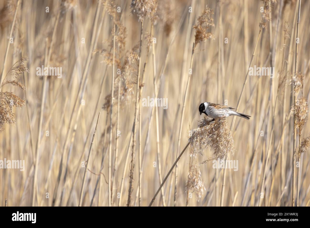 Kleiner Vogel ist auf trockenem Küstenrohr, natürliches Outdoor-Foto von männlichen gewöhnlichen Schilfbänken Stockfoto