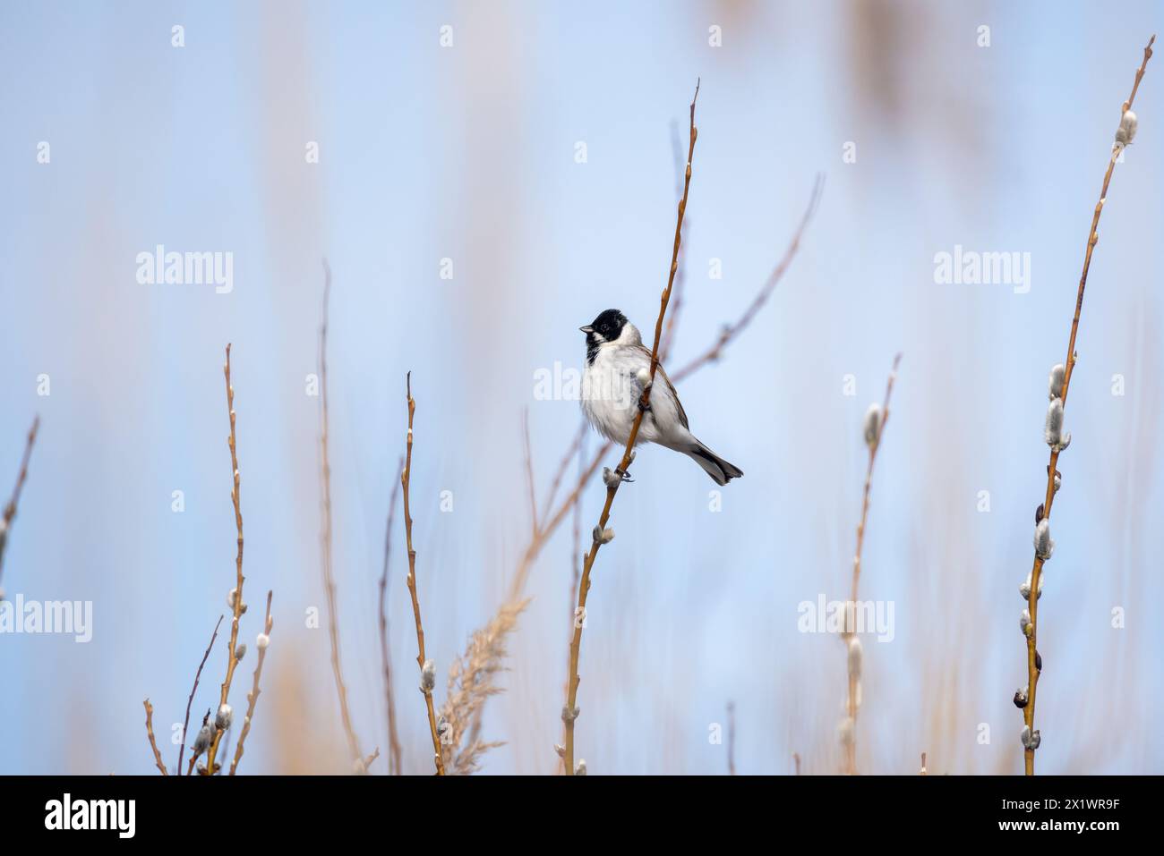 Ein kleiner Vogel ist an einem sonnigen Frühlingstag auf dem Ast, natürliches Foto von männlichen gemeinen Schilfffahnen im Freien Stockfoto