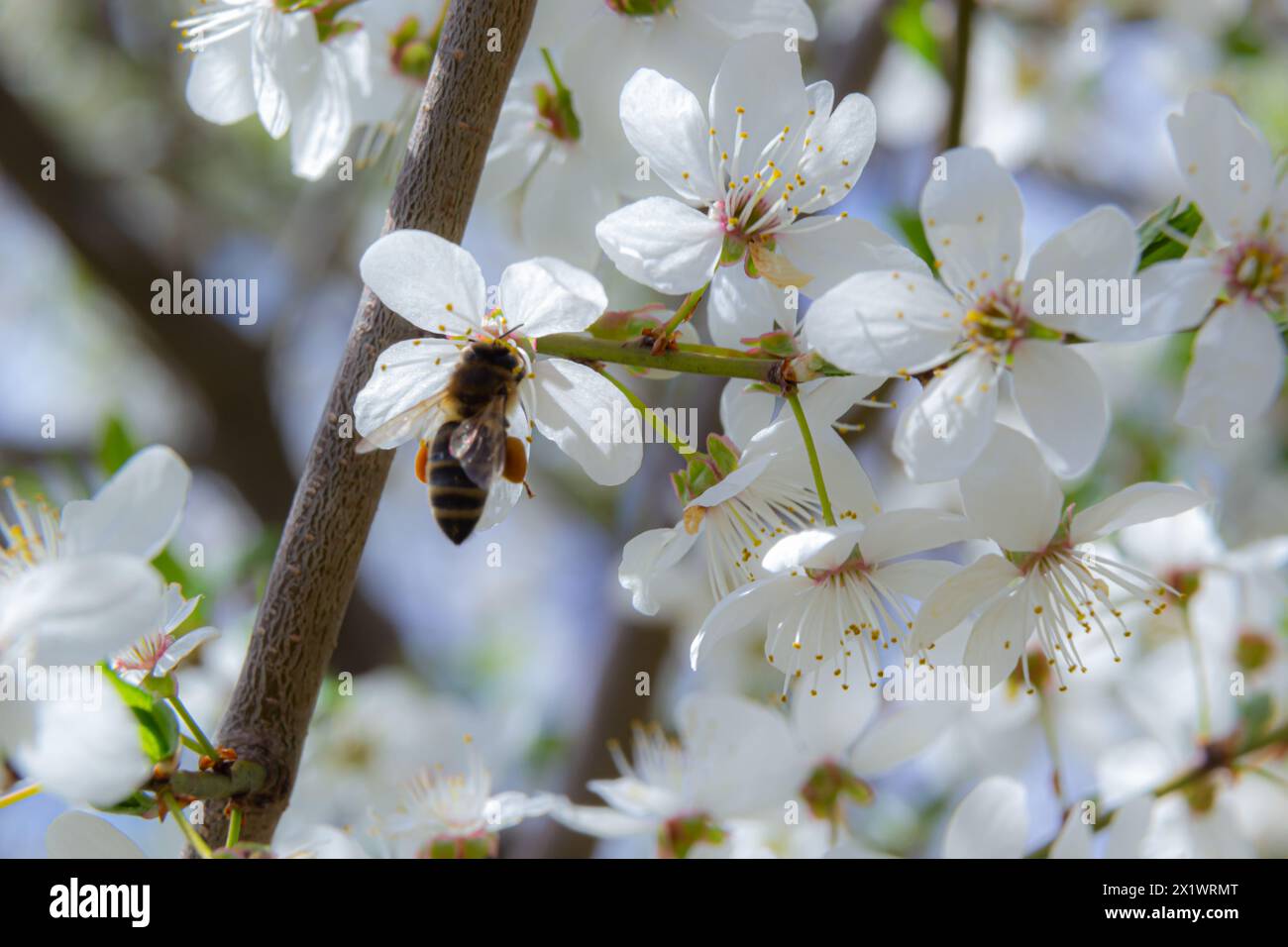Honigbiene in kaukasischen Pflaumenblüten. Prunus cerasifera var. Divaricata. Stockfoto