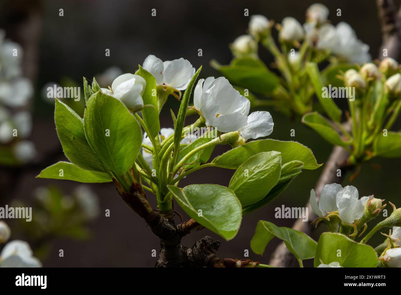 Birnenblumen. Blühender Baum im Garten. Weiße zarte Blumen und grüne und junge Blätter. Äste von blühenden Birnen auf grünem Hintergrund. Schließen Stockfoto