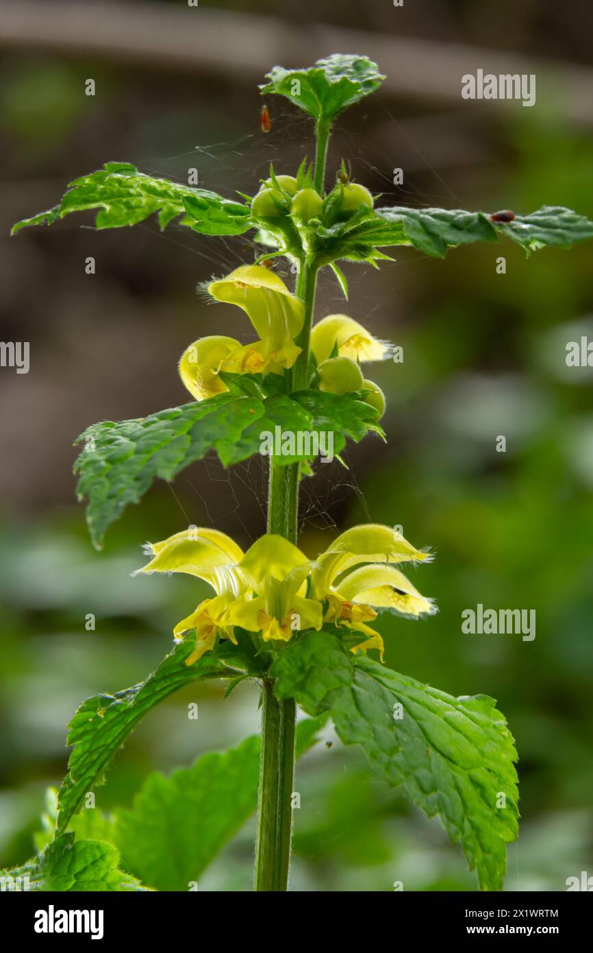 Lamiastrum galeobdolon anderer Name Galeobdolon luteum, ganzjährig gelbes blühendes Kraut .Blüten des gelben Erzengels im Frühling, grüner Hintergrund. Stockfoto