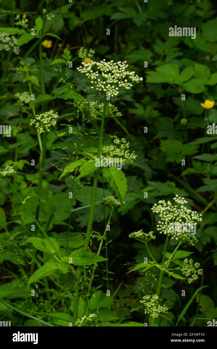 Erdälteste, Kraut gerard, Bischofskraut, Goutweed, Gichtkraut, englisches oder wildes Meisterwort oder Schnee im Berg - Aegopodium podagraria - in Blüte. Stockfoto