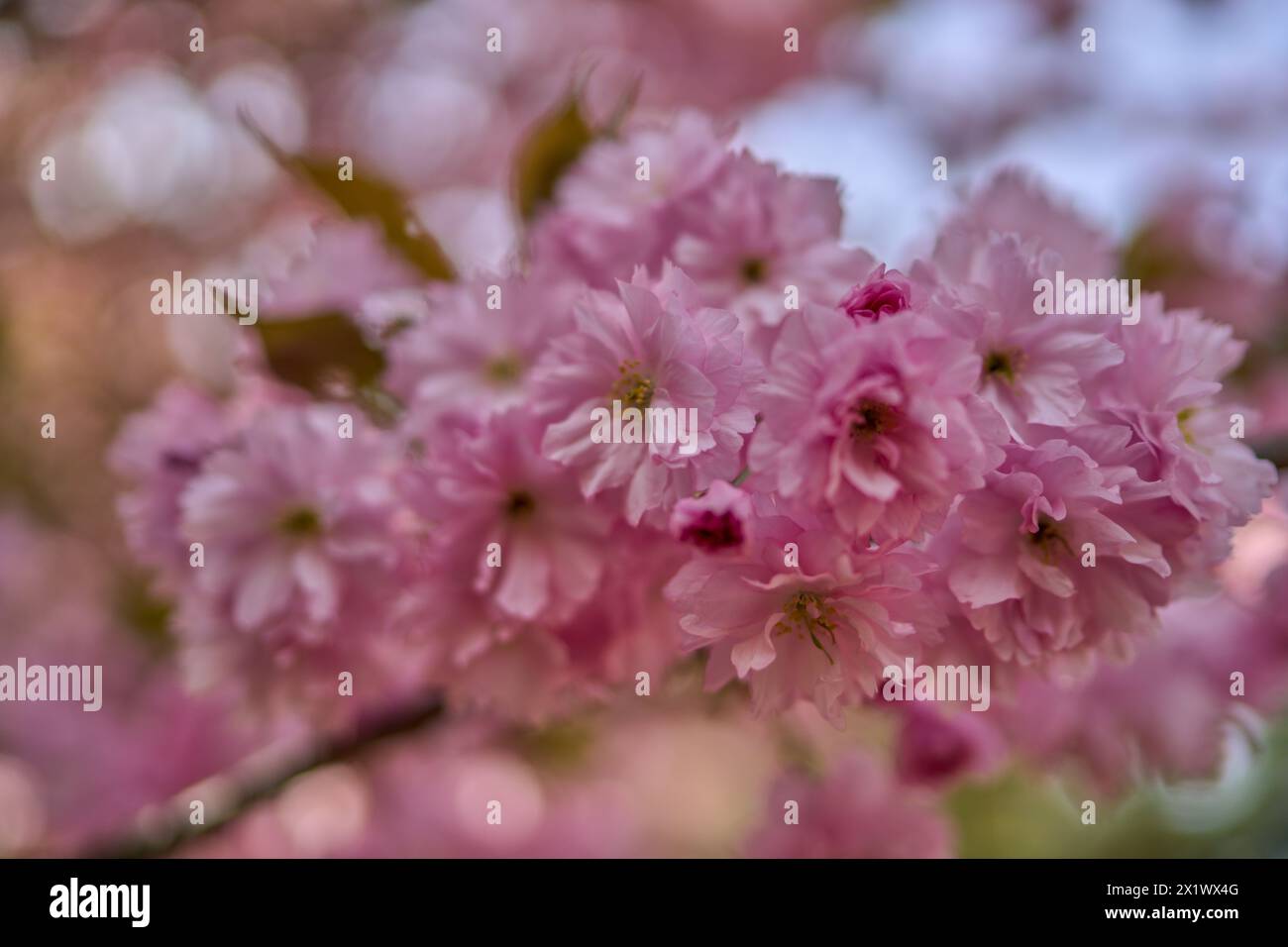 Weiche rosa Zierkirschblüten Sakura aus nächster Nähe Stockfoto