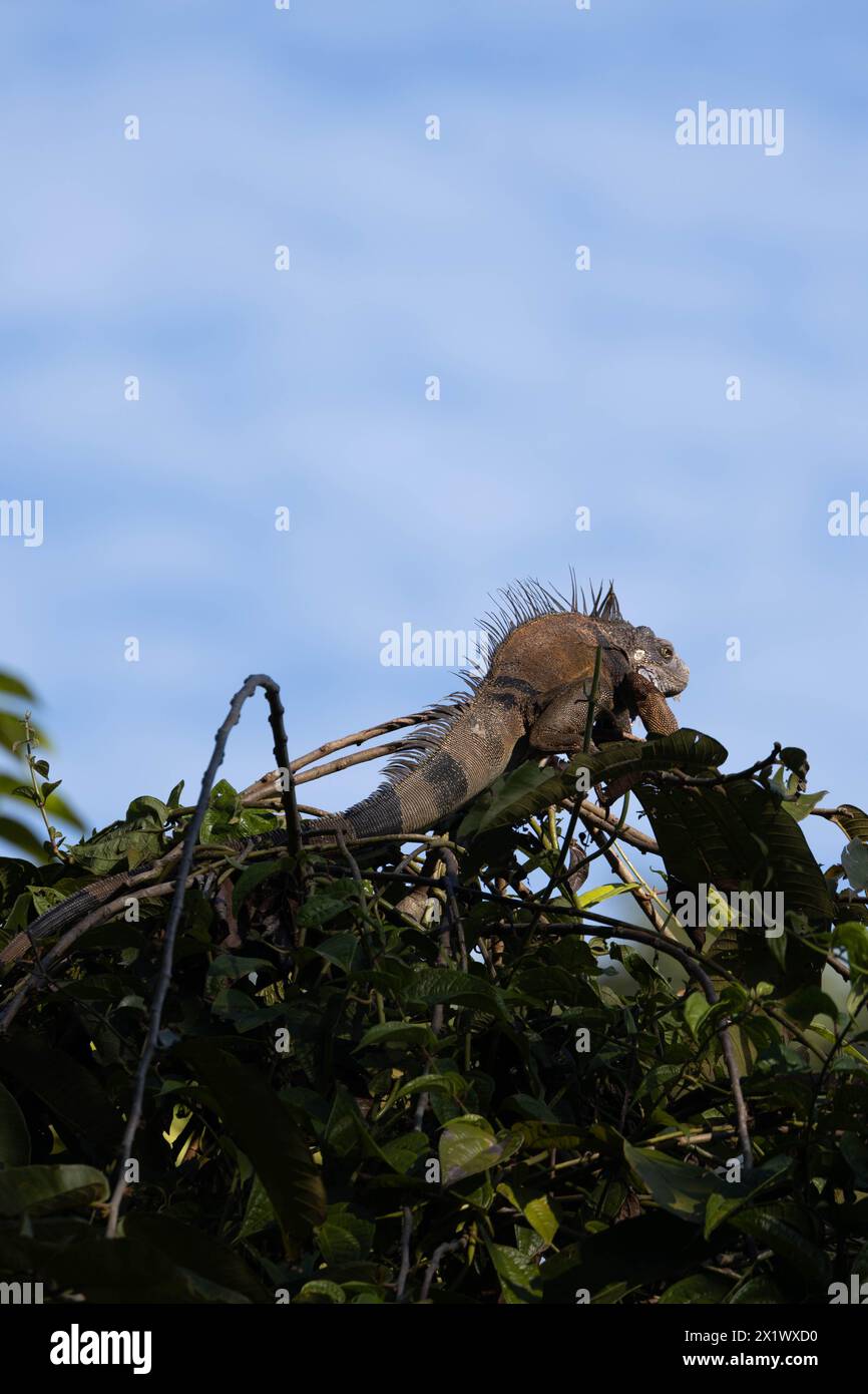 Großer Vogel auf einem Baum Stockfoto