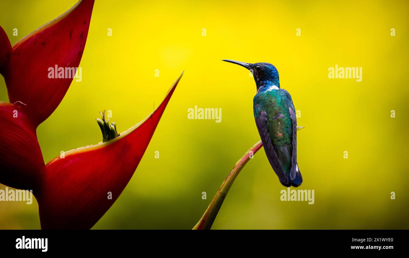 Kolibri sitzt auf dem Ufer einer Helikonia-Blume, Wildtiere, Leben im tropischen Regenwald Stockfoto