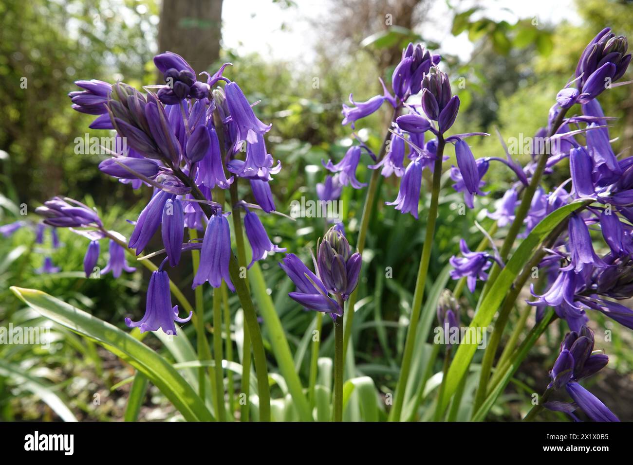 Spring UK, Group of Bluebells Stockfoto