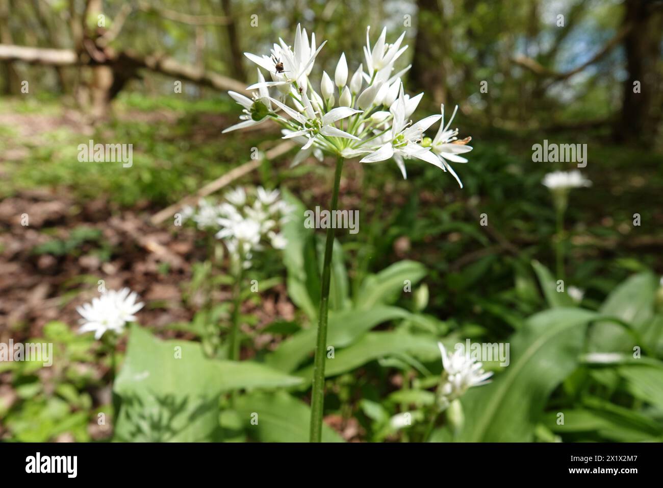 Frühling Großbritannien, Wild Knoblauch Flowers Stockfoto