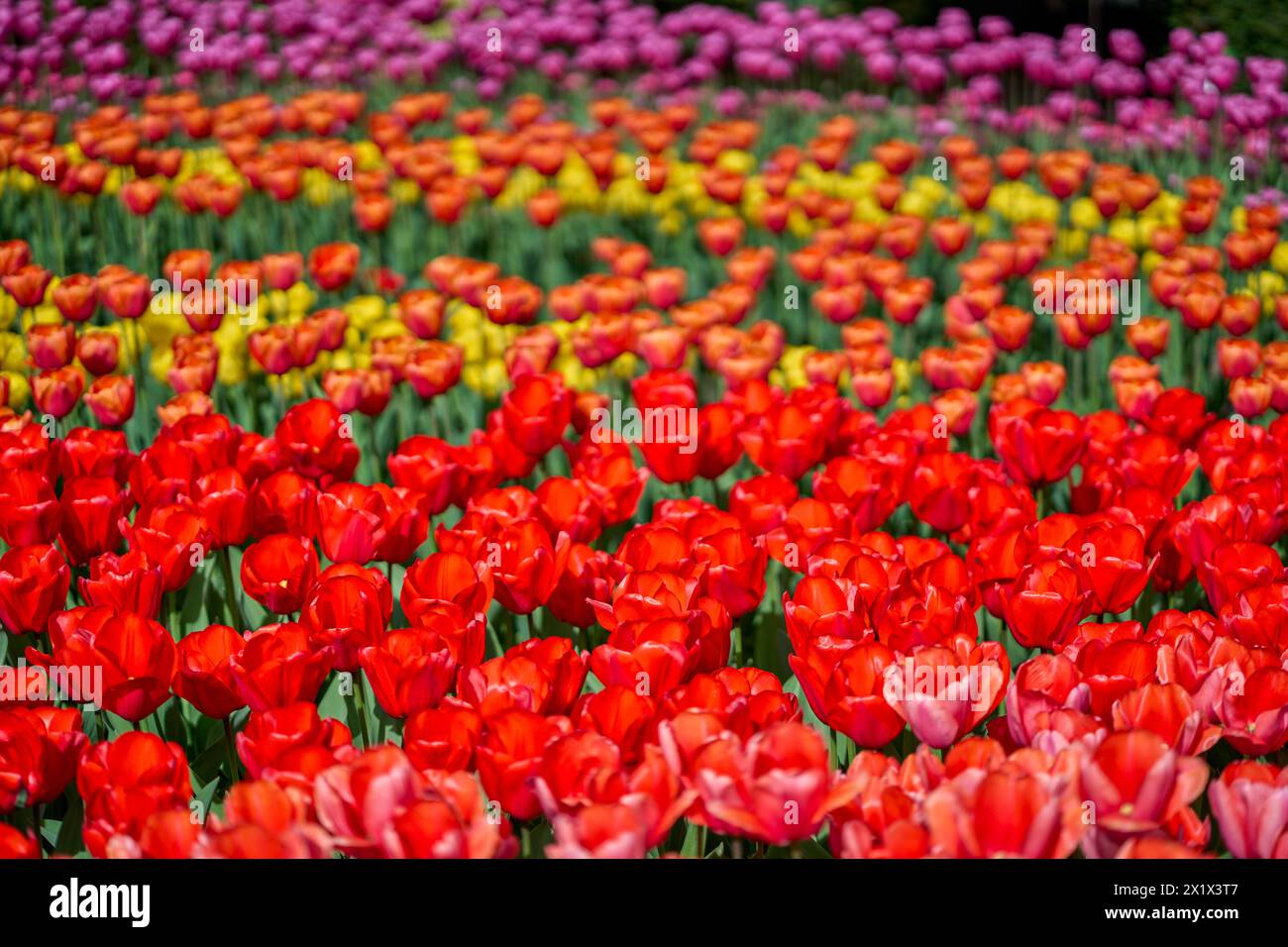 Viele blühende, bunte Tulpen Stockfoto