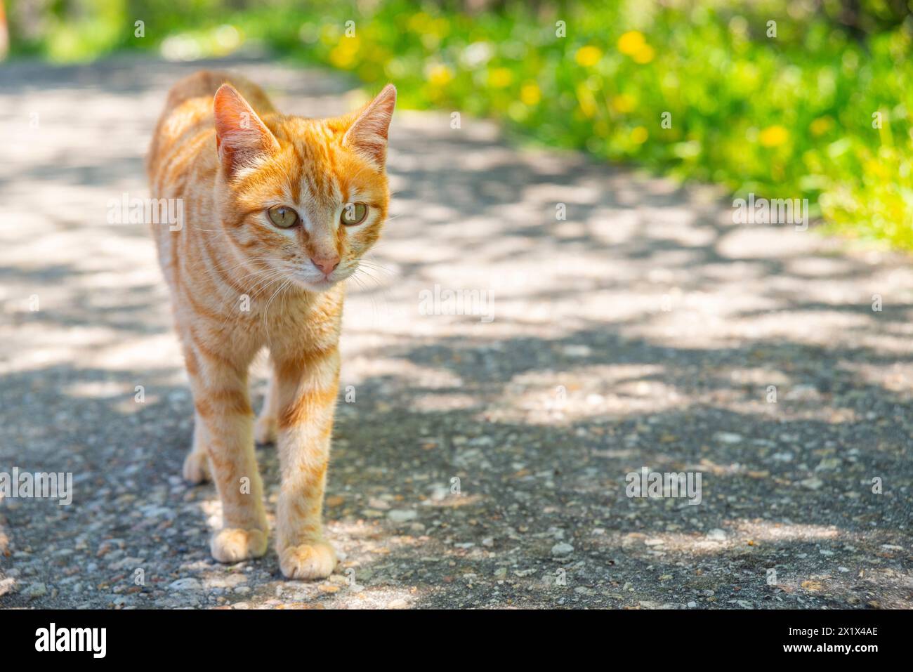 Orange Tabby Katze. Stockfoto