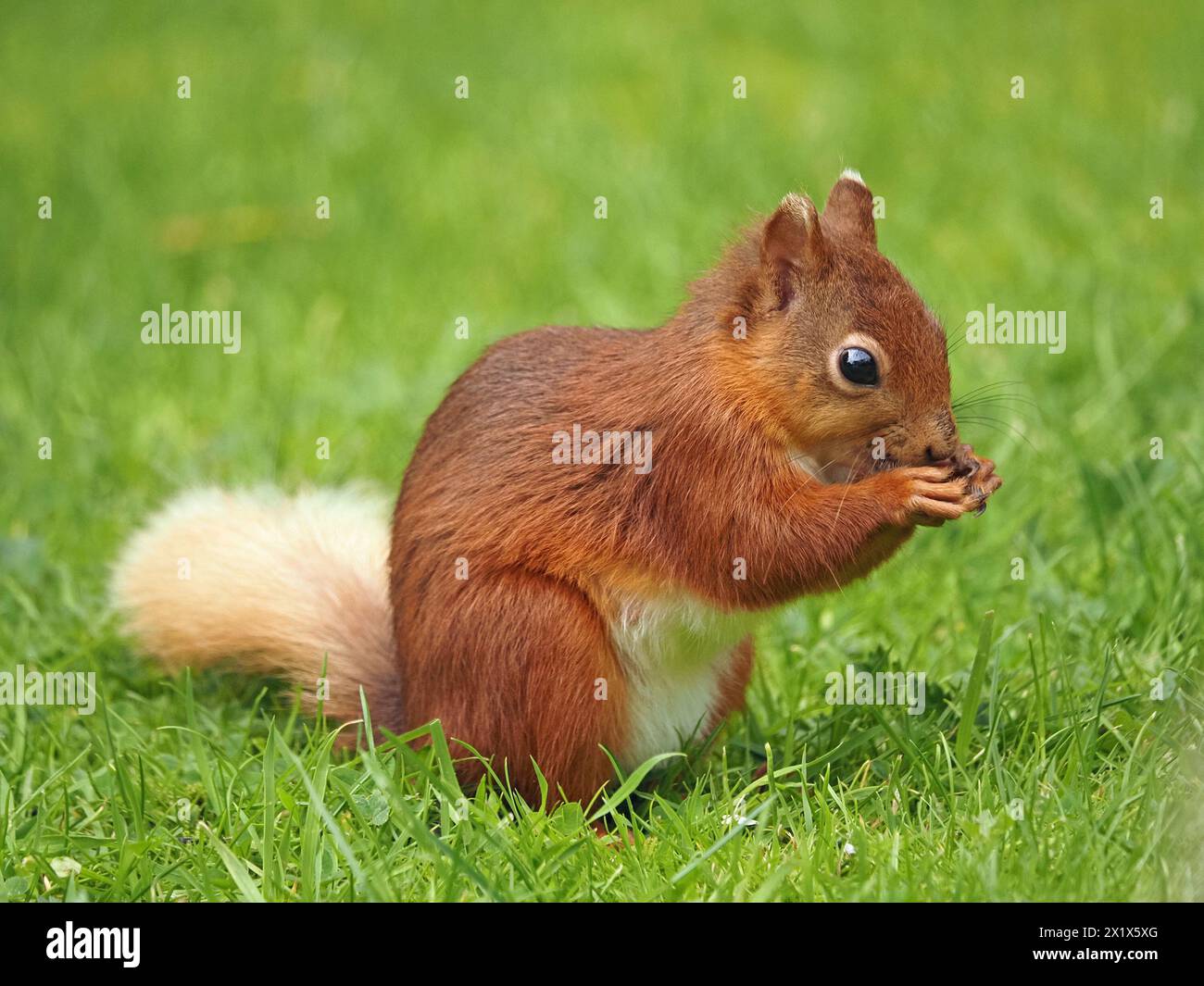 Nahaufnahme eines niedlichen jungen roten Eichhörnchen-Sets (Sciuris vulgaris) mit weißen Ohrspitzen, Schwanz und langen Barthaaren in Cumbria, England, Großbritannien Stockfoto