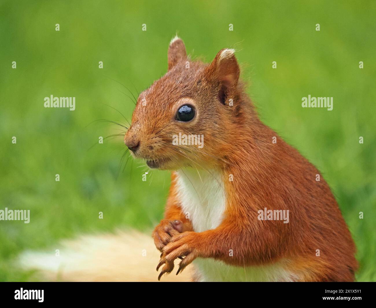 Nahaufnahme eines niedlichen jungen roten Eichhörnchen-Sets (Sciuris vulgaris) mit weißen Ohrspitzen, Schwanz und langen Barthaaren in Cumbria, England, Großbritannien Stockfoto