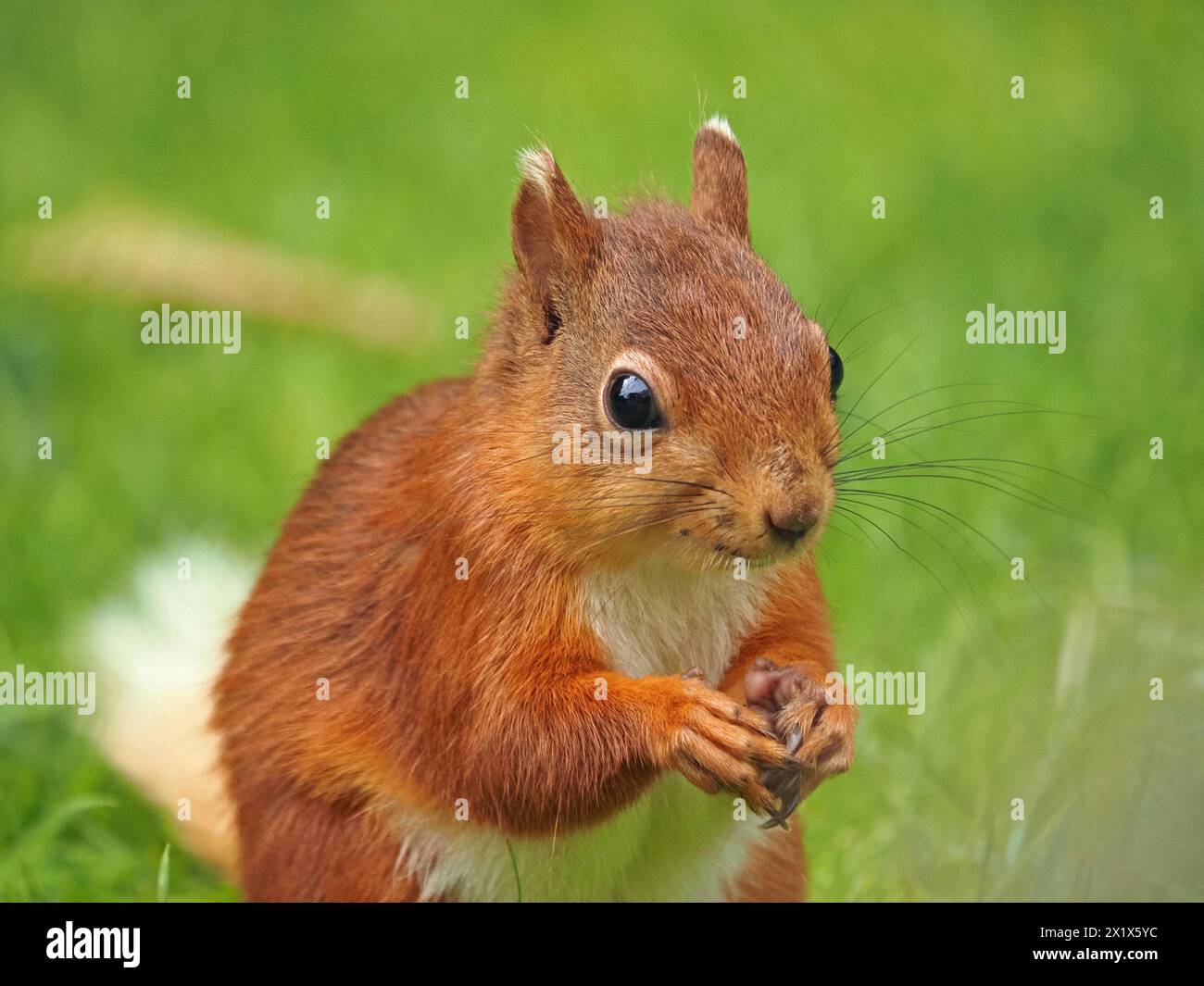 Nahaufnahme eines niedlichen jungen roten Eichhörnchen-Sets (Sciuris vulgaris) mit weißen Ohrspitzen, Schwanz und langen Barthaaren in Cumbria, England, Großbritannien Stockfoto