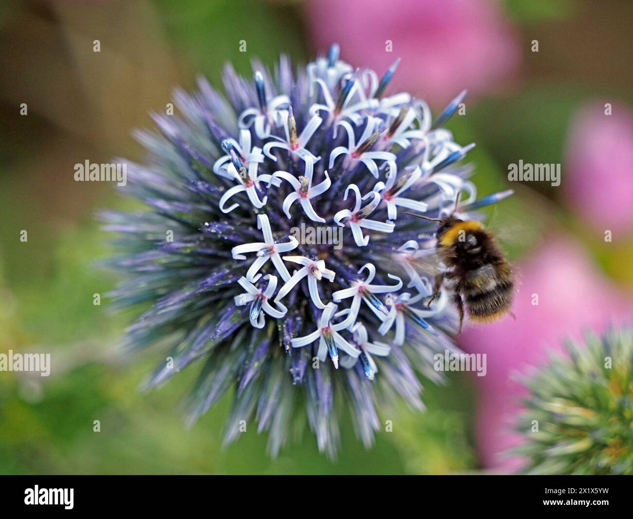 Flug der Hummel (poss Bombus pratorum), die sich an kugelförmigen, blauen Mischblumen von Echinops in Cumbria, England, Großbritannien ernährt Stockfoto