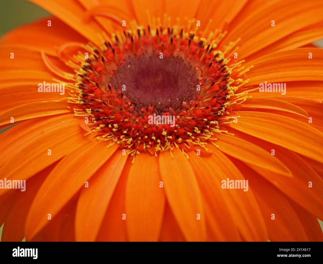 Detail des Zentrums der exotischen, feurig-orange roten Dahlienblüte mit strahlenden Blütenblättern und gelben Antheren in Cumbria, England, Großbritannien Stockfoto