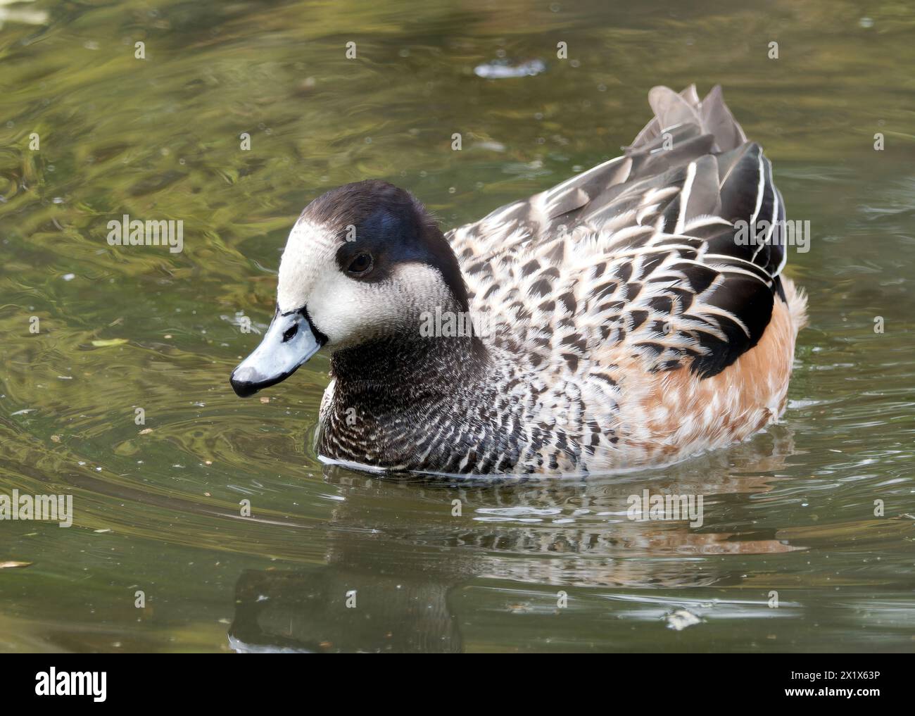 Chiloé-Witwe, Südwitwe, Chilepfeifente, Canard de Chiloé, Anas sibilatrix, Mareca sibilatrix, chilei fütyülőréce Stockfoto