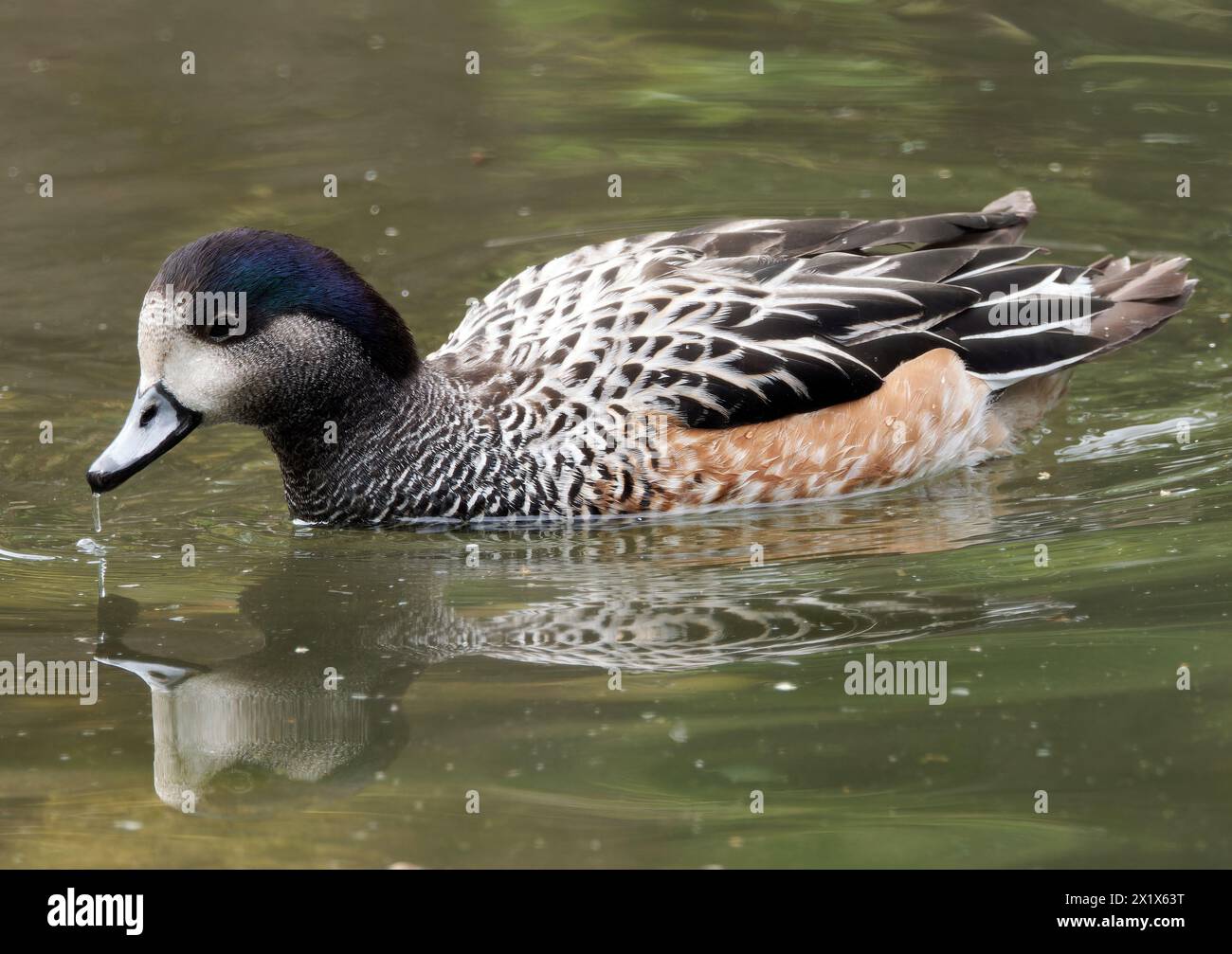 Chiloé-Witwe, Südwitwe, Chilepfeifente, Canard de Chiloé, Anas sibilatrix, Mareca sibilatrix, chilei fütyülőréce Stockfoto