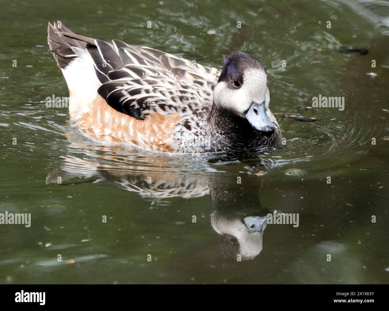 Chiloé-Witwe, Südwitwe, Chilepfeifente, Canard de Chiloé, Anas sibilatrix, Mareca sibilatrix, chilei fütyülőréce Stockfoto