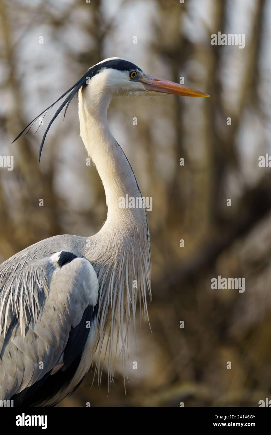 Ein Graureiher (Ardea cinerea), der auf seinem Nest in Wien steht Stockfoto