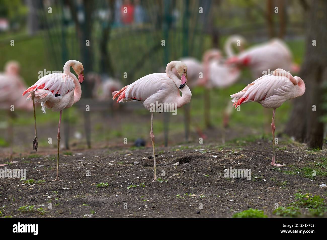 Bild einer Schar rosafarbener Flamingovögel in einem Zoo Stockfoto