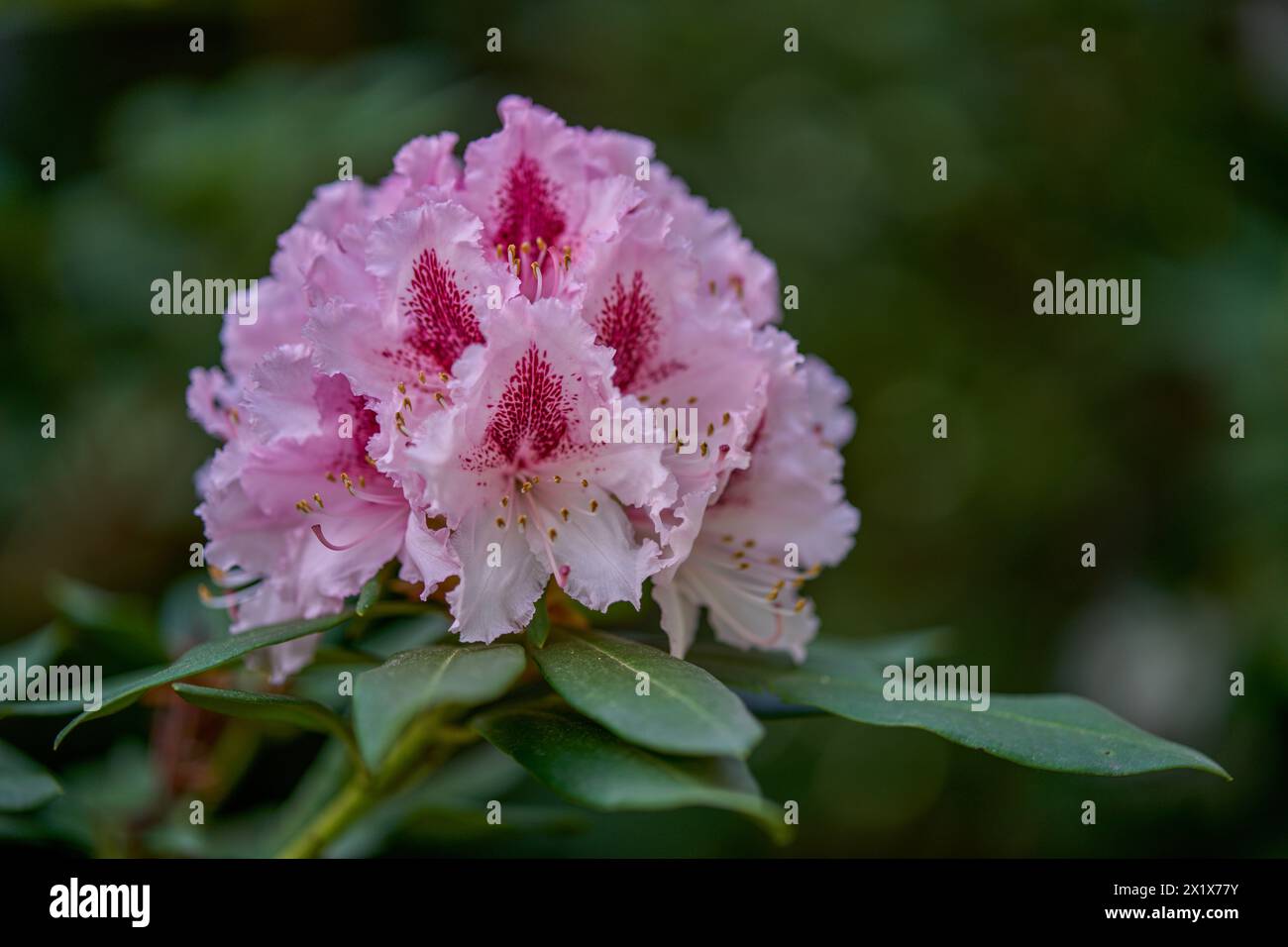 Rosa Rhododendron Blüte Nahaufnahme Stockfoto