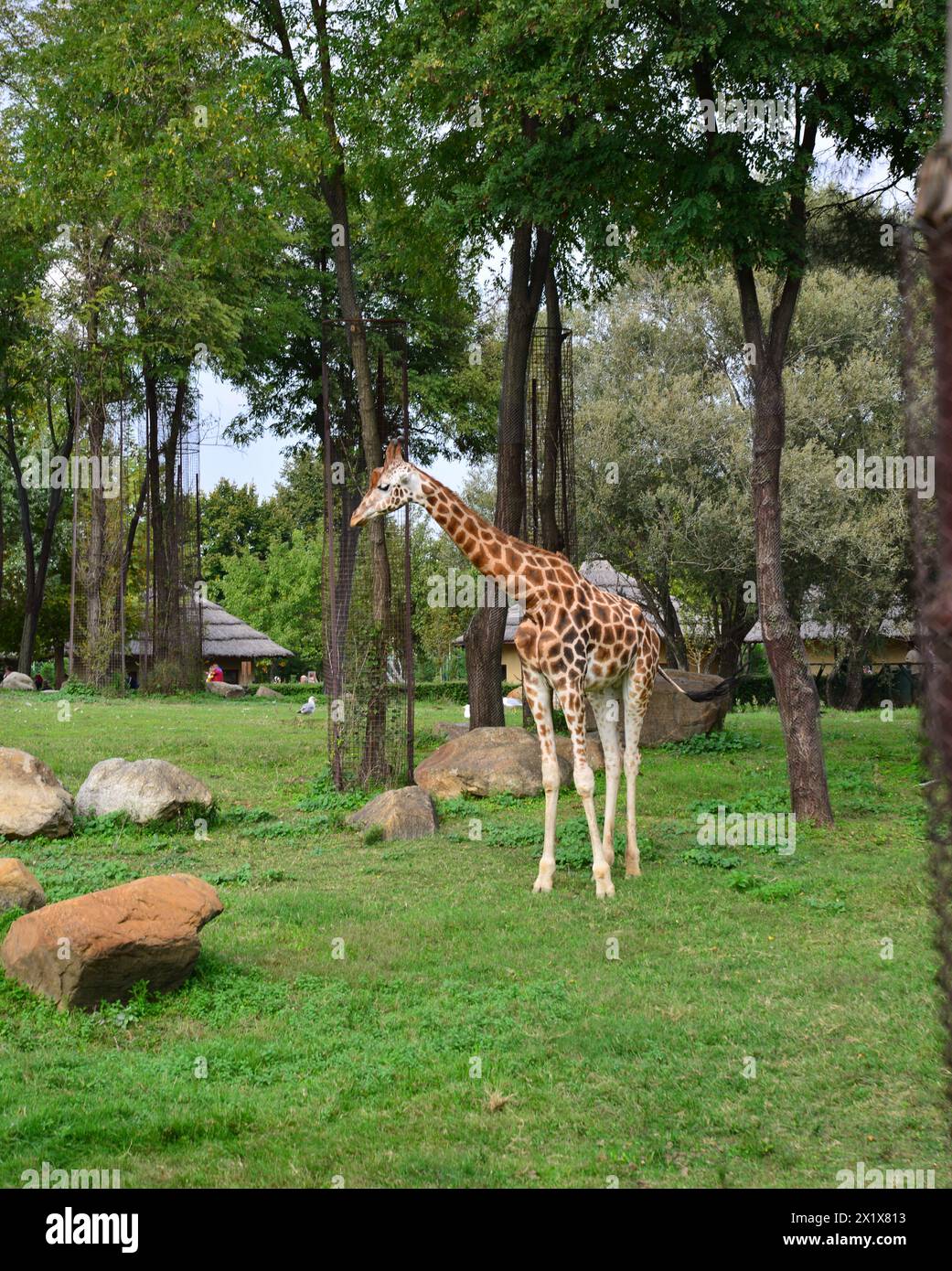 Ein Blick auf eine Giraffe in freier Wildbahn Stockfoto