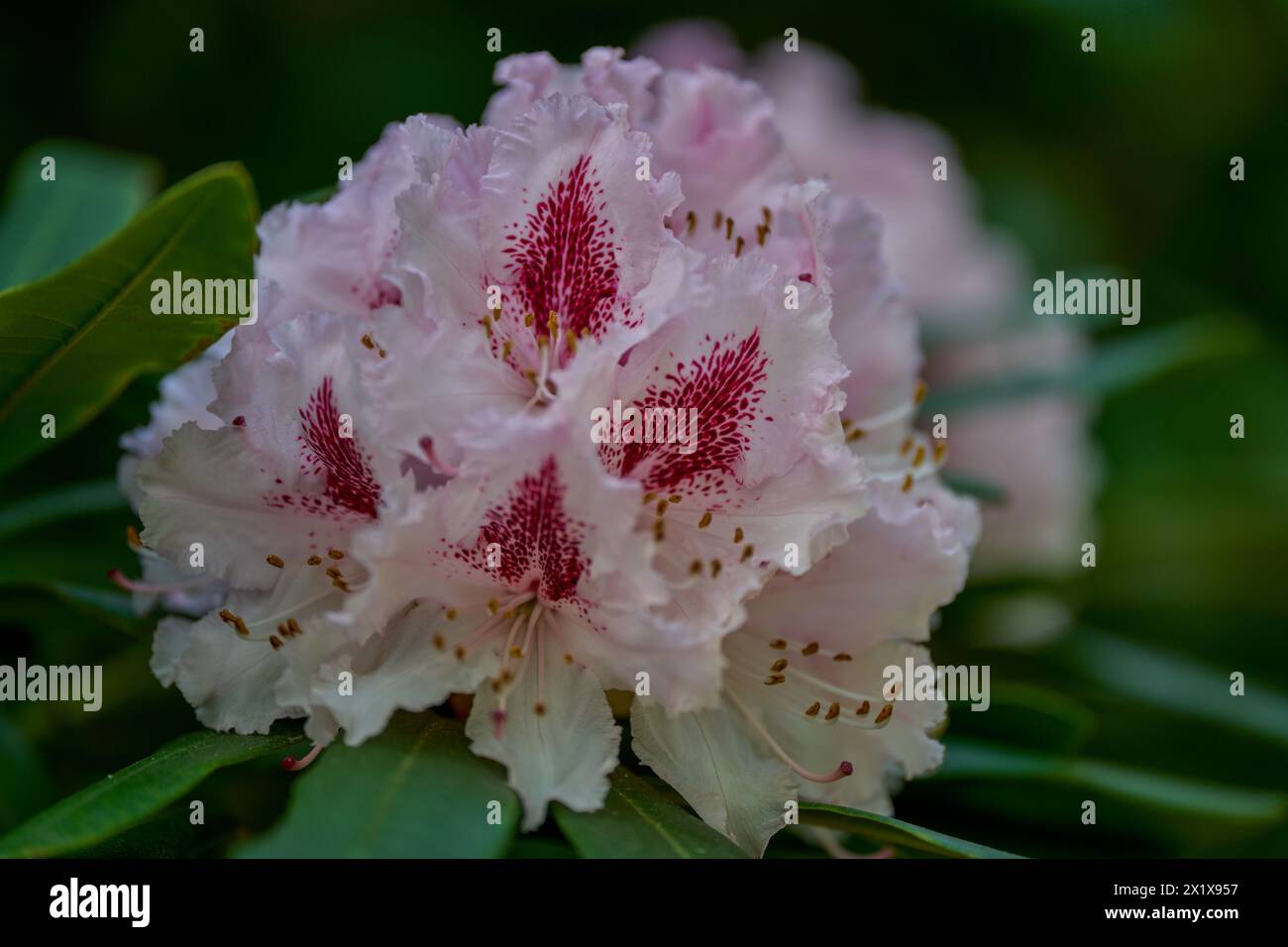 Rosa Rhododendron Blüte Nahaufnahme Stockfoto