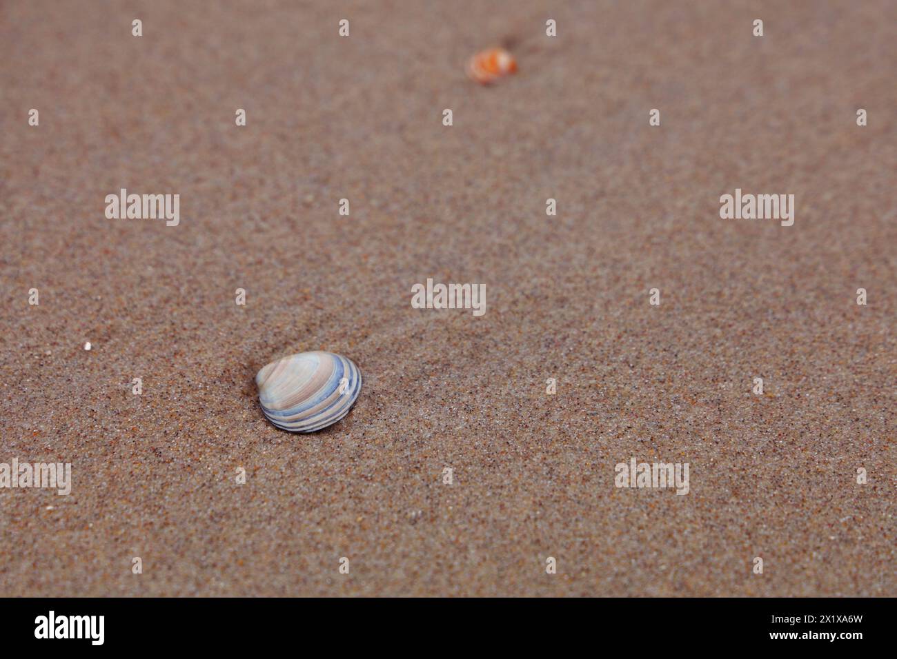 Muscheln am Strand Stockfoto