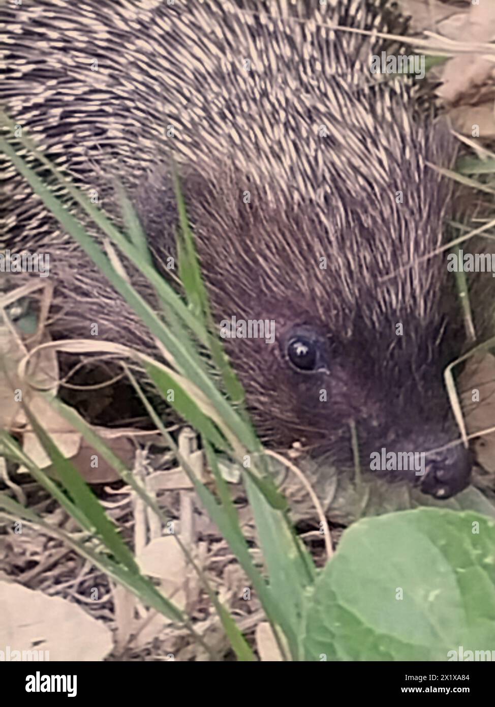 Igel im Gras Nahaufnahme Stockfoto