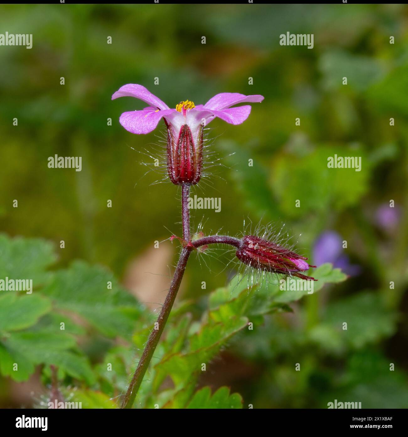 Nahaufnahme von kleinen, rosa Blüten von Herb-Robert oder Roberts Geranium Stockfoto