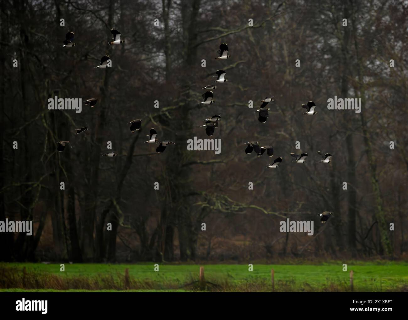 Herde von Lapwings, Vanellus Vanellus auf dem Flug mit einem Wald im Hintergrund, Raum für Kopierraum und Text Stockfoto