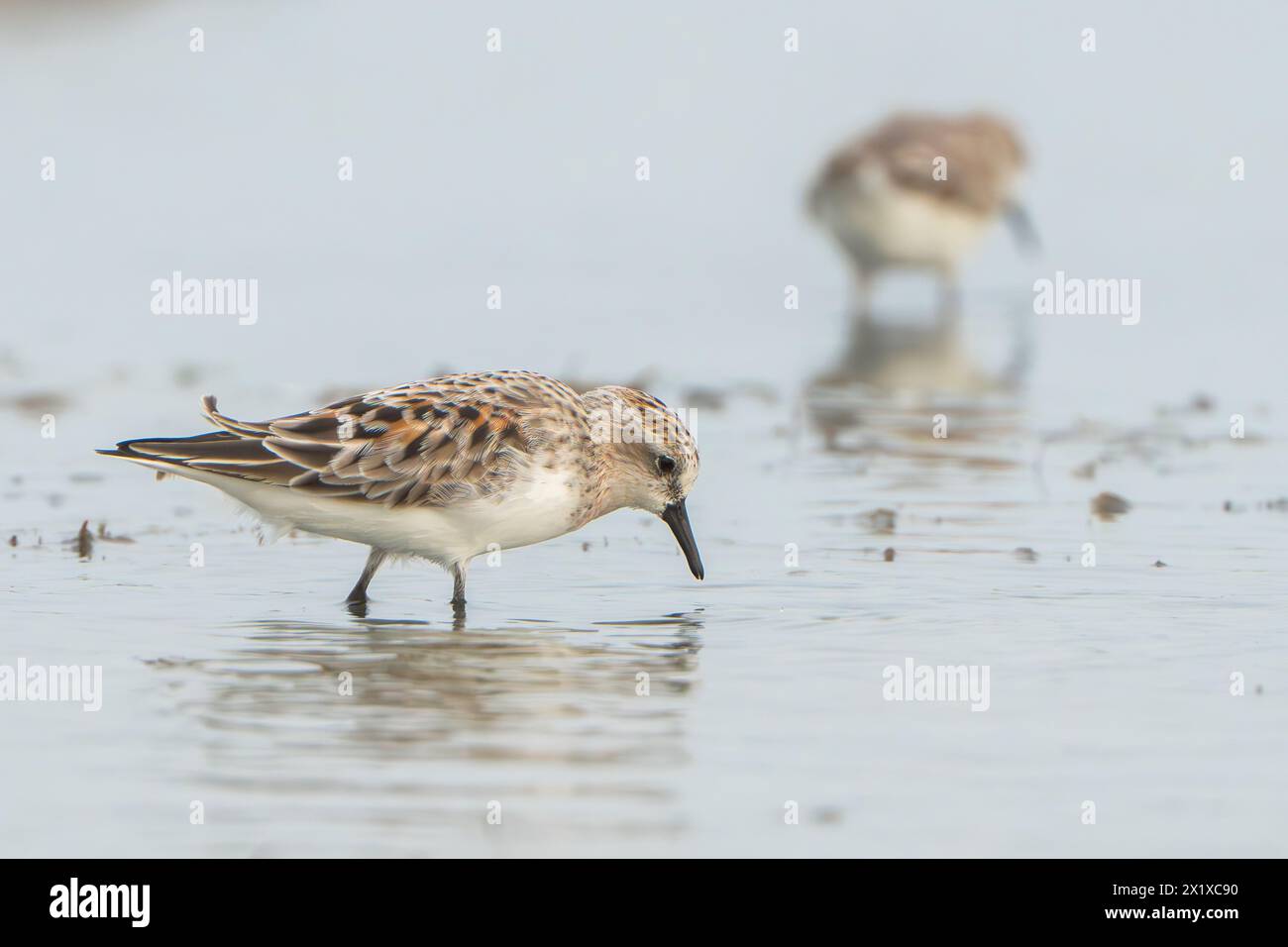 Rothalsstich, Calidris ruficollis, alleinerwachsene Fütterung im Flachwasser, Khok Kham, Thailand Stockfoto