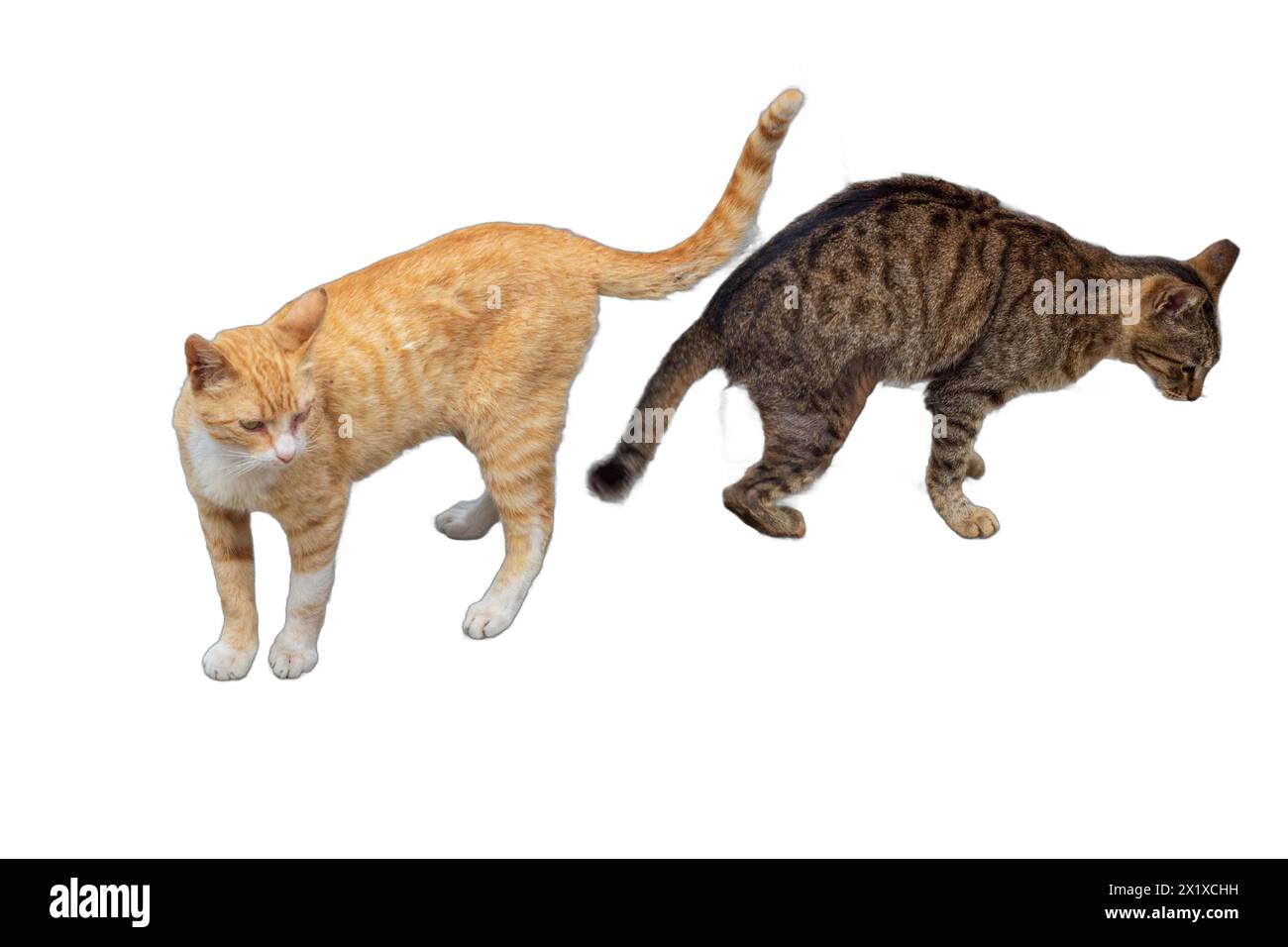 Zwei niedliche Katzen, eine orange und eine graue mit Streifen, isoliert auf transparentem Hintergrund. Perfekt für Tiermotive, Tierillustrationen, A Stockfoto