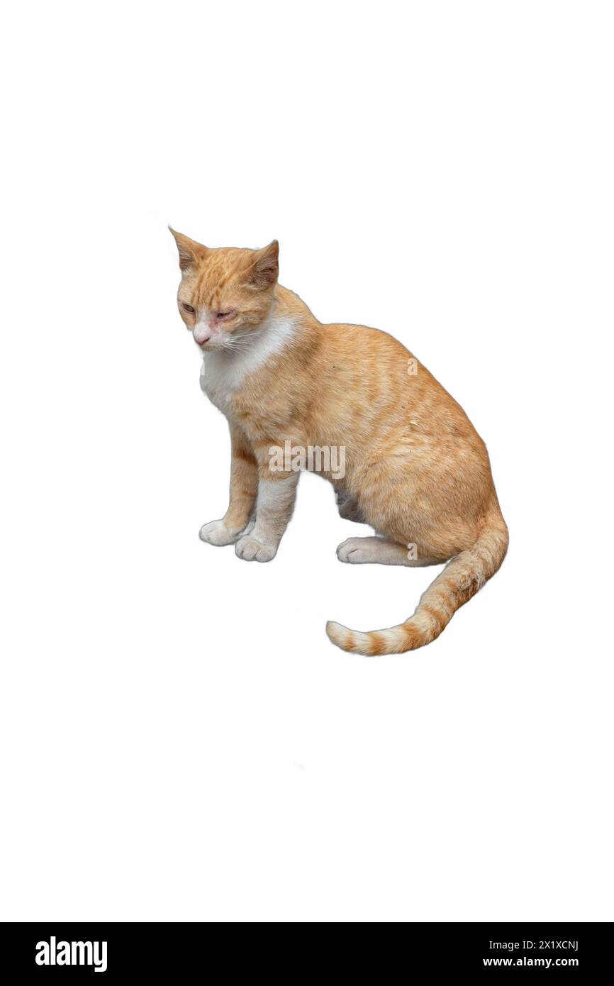Eine orangene Katze mit einem halbblinden Auge, isoliert auf einem transparenten Hintergrund. Perfekt für Tierschutzkampagnen, Werbeaktionen zur Adoption von Haustieren und Tierärzte Stockfoto